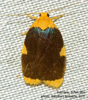 Diperata Insect Papua Insects Foundation (Lepidoptera/Erebidae(Arctiinae)/Darantasia ...